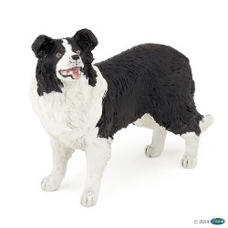 BORDER COLLIE