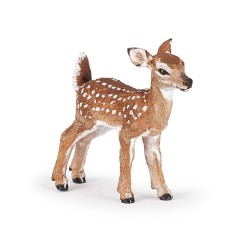 FAWN