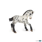 BLACK APPALOOSA FOAL