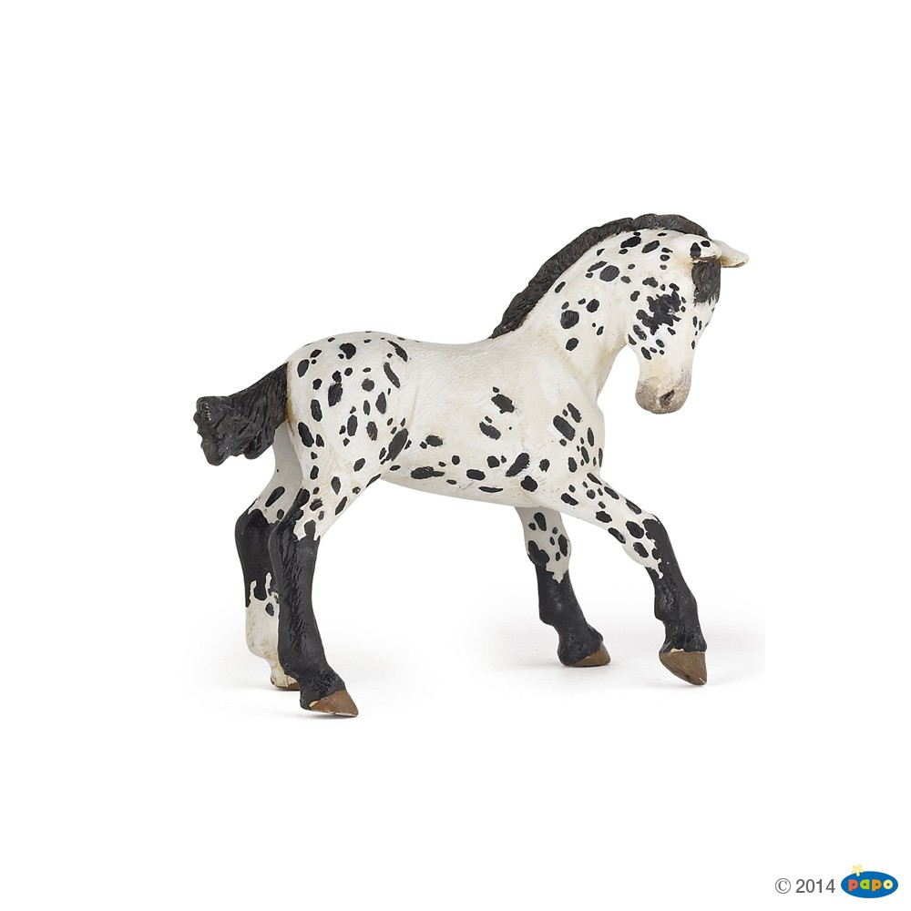 BLACK APPALOOSA FOAL