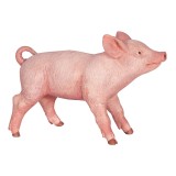 FEMALE PIGLET